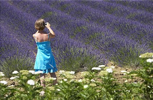 法国,普罗旺斯,女人,薰衣草种植区,后视图