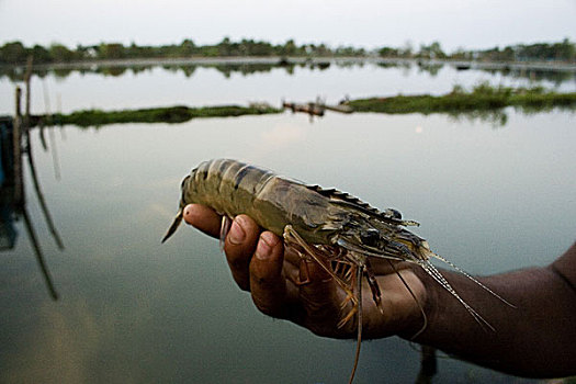 一个人,虾,坚定,乡村,孙德尔本斯地区,孟加拉,五月,2007年