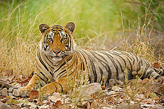 孟加拉虎,虎,拉贾斯坦邦,国家公园,印度,亚洲