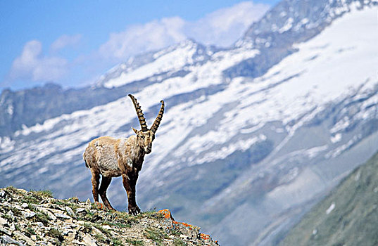 阿尔卑斯野山羊,羱羊,年轻,雄性动物,长,冬天,高山,动物,变化,外套,蓬乱,外观,活动,放牧,休息,恢复,力量
