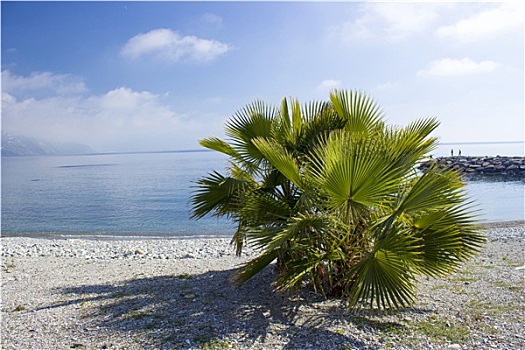 棕榈树,海滩,安达卢西亚,区域,哥斯达黎加