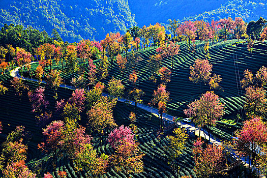 南涧无量山樱花谷