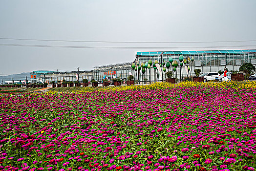 百日菊与硫华菊的花海