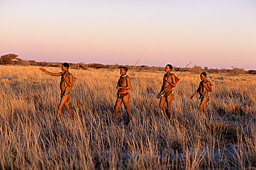 原住民,猎捕,黄昏,纳米比亚,非洲