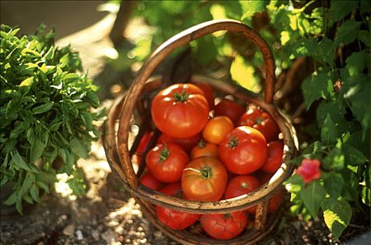 篮子,西红柿,花园