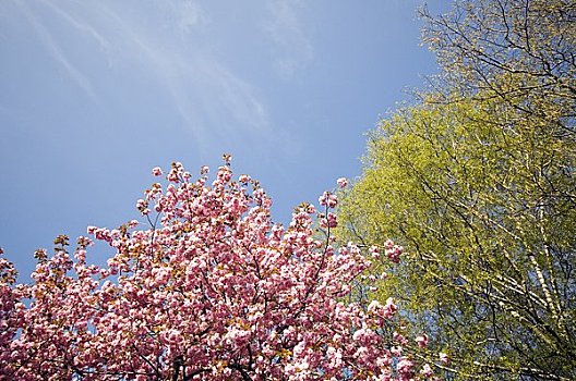 树,开花,萨尔茨堡,奥地利