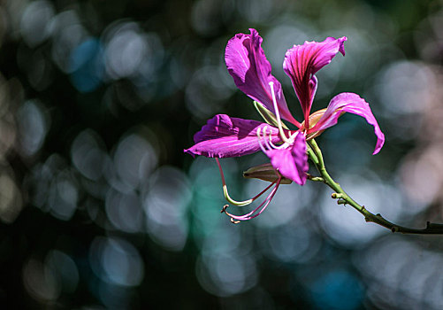 紫荆花,红花羊蹄甲