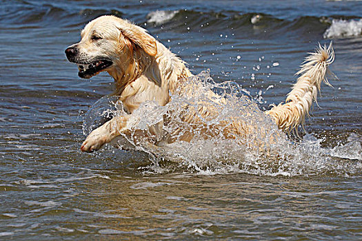 金色,猎犬,狗,两个,岁月,球,水,家犬