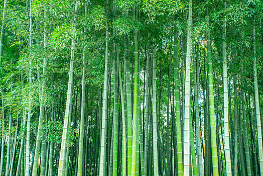 竹林绿竹子背景素材