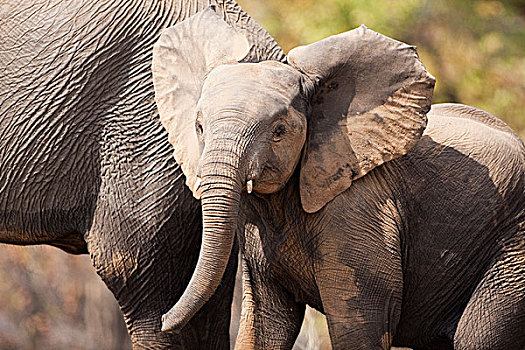 非洲象,幼兽,林波波河,南非