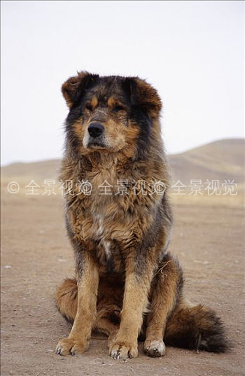 蒙古,狗,后杭爱省,省_高清图片_全景视觉