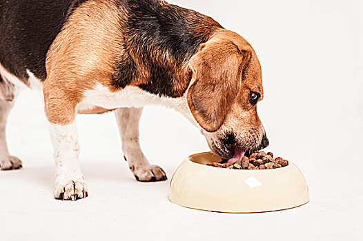 小猎犬,进食,碗,干燥,食物