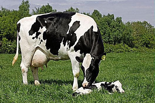 家牛,黑白花牛,弗里斯兰奶牛,母牛,诞生,幼兽,卧,地点,卡莱尔,坎布里亚,英格兰,欧洲