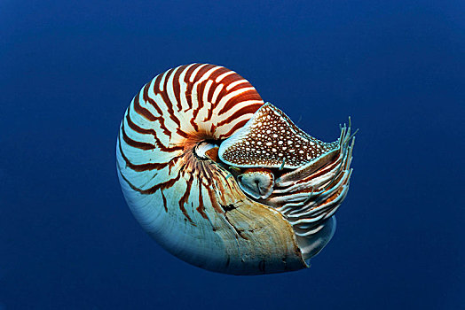 帕劳鹦鹉螺图片