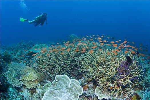 彩色,珊瑚礁,潜水者,印度尼西亚,东南亚