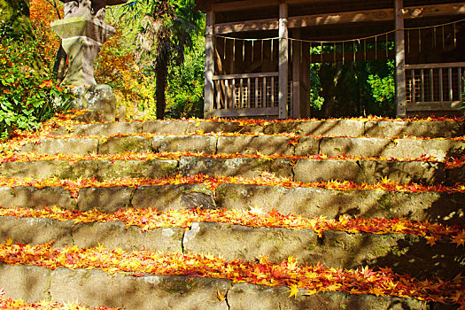 日本,秋天,叶子,石头,台阶