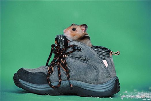 金仓鼠,童鞋,金黄地鼠