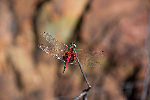 澳大利亚,国家公园,国王峡谷,边缘,走,红色,蜻蜓,大幅,尺寸
