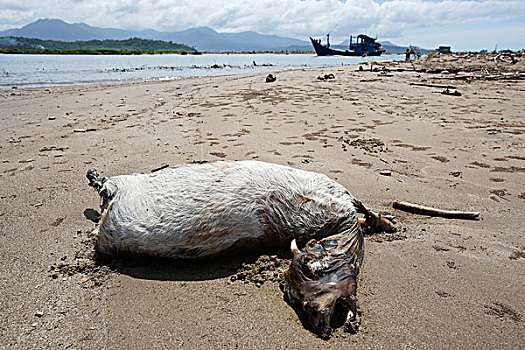 死,山羊,卧,海滩,白天,印度洋,地震,海啸,2004年,省,印度尼西亚