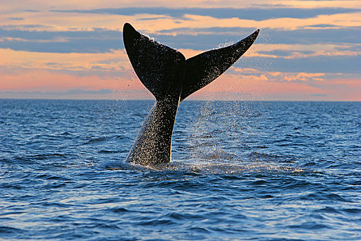鲸尾叶突,南露脊鲸,正面,日落,瓦尔德斯半岛,巴塔哥尼亚,阿根廷,南美