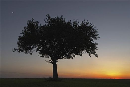 孤树,日落