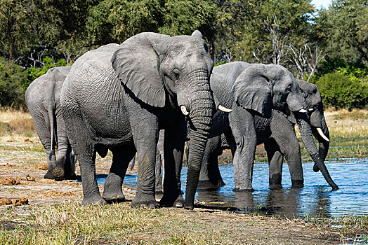 非洲,灌木,大象,非洲象,水潭,莫瑞米,国家公园,博茨瓦纳