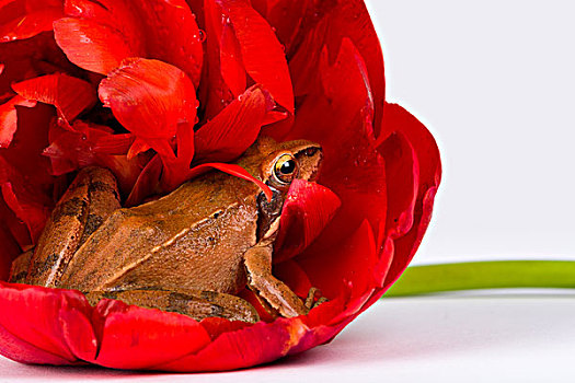 春天,青蛙,隐藏,美好,红色,花,郁金香