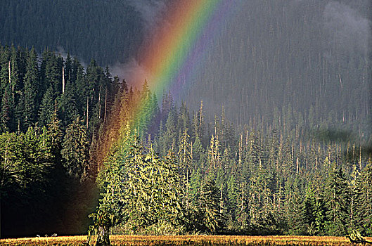 彩虹,上方,沿岸,河口,大熊雨林,不列颠哥伦比亚省,加拿大