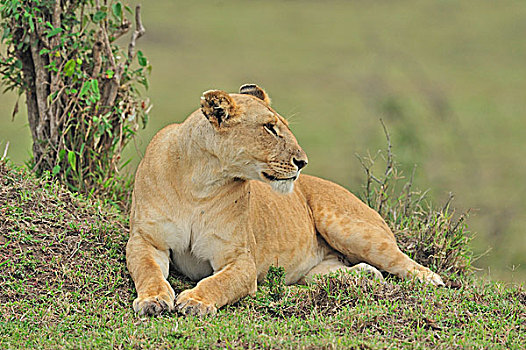 雌狮,狮子,湿地,自豪,马赛马拉国家保护区,肯尼亚,非洲