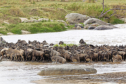 迁徙,角马,牧群,马拉河,塞伦盖蒂国家公园,坦桑尼亚