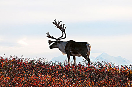 驯鹿属,雄性动物,苔原,秋色,攀升,德纳里峰,远景,德纳里峰国家公园,阿拉斯加,美国