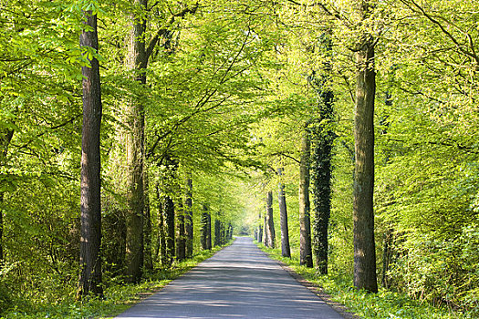 树林,道路,北方,德国