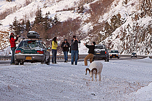 人,停止,苏厄德公路,照片,公羊,野大白羊,道路,特纳甘湾,阿拉斯加,冬天