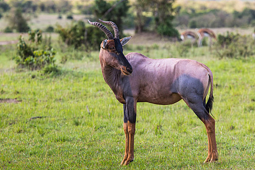 羚羊,国家级保护区,非洲,肯尼亚