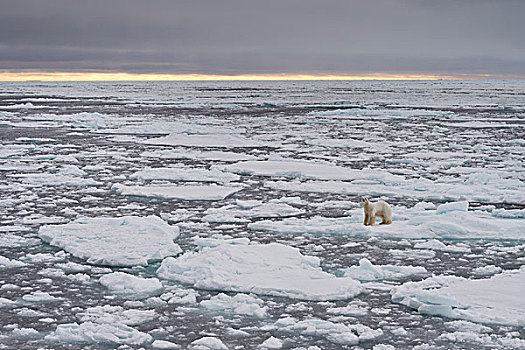 北极熊,浮冰,斯匹次卑尔根岛,斯瓦尔巴群岛,斯瓦尔巴特群岛,挪威,欧洲