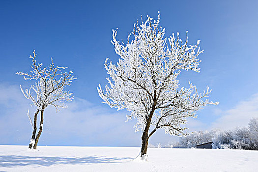 风景,冷冻水果,树,晴天,冬天,普拉蒂纳特,巴伐利亚,德国