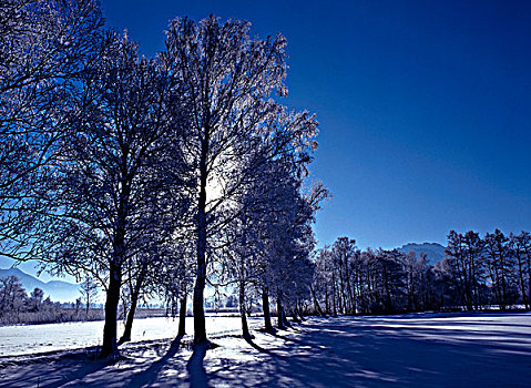 积雪,树,冬天,风景,小路,且姆瑟湖,上巴伐利亚,德国,欧洲