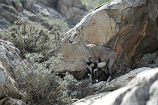 国家二级保护动物--岩羊