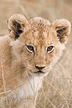 近摄,非洲狮幼崽,狮子座,马赛玛拉国家保护区,肯尼亚,非洲