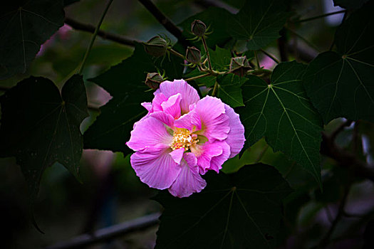 美丽的芙蓉花,木芙蓉,拒霜花,木莲,地芙蓉,华木