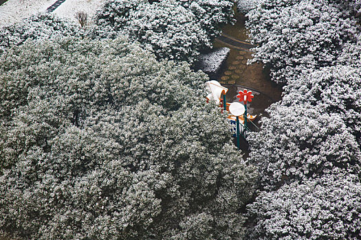 雪景,冬天