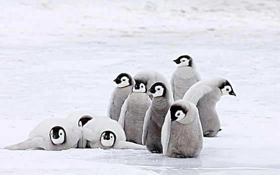 帝企鹅,幼禽,群,生物群,海冰,雪丘岛,南极