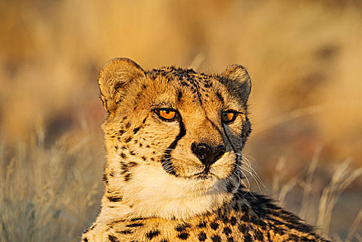 印度豹,猎豹,雄性,俘获,纳米比亚,非洲