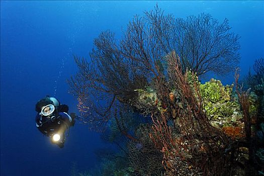 潜水员,灯,看,海扇,险峻,倾斜,珊瑚礁,伯利兹,中美洲,加勒比海