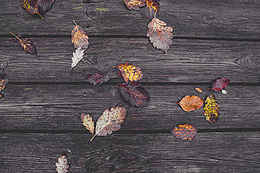 彩色,秋叶,秋天,厚木板,秋季,秋色,橡树,山毛榉树,十月