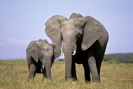 大象,母兽,非洲象,马赛马拉,肯尼亚
