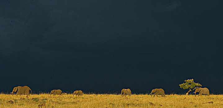 非洲象,地平线,三角形,马赛马拉国家保护区,肯尼亚,非洲