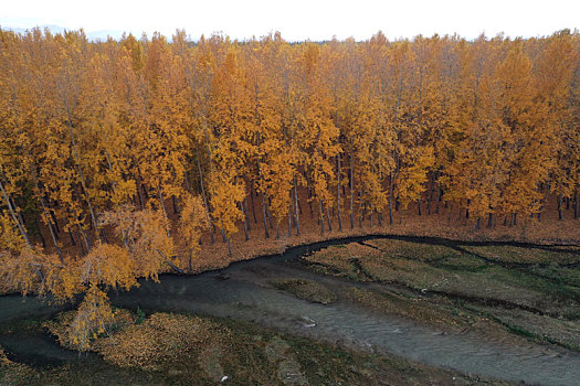 新疆博州,博尔塔拉河谷秋色壮美