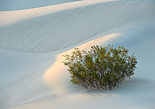 豆科灌木,马斯奎特沙丘,晨光,大礼帽,死亡谷国家公园,莫哈维沙漠,加利福尼亚,美国