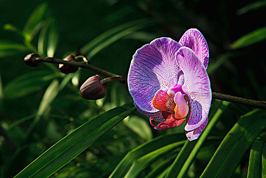 蝴蝶兰属,兰花,开花,夏威夷,美国